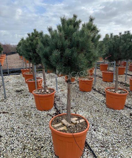 Pinus sylvestris 'Watereri' - Wald Kiefer