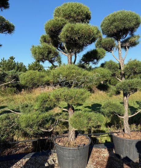 Pinus sylvestris