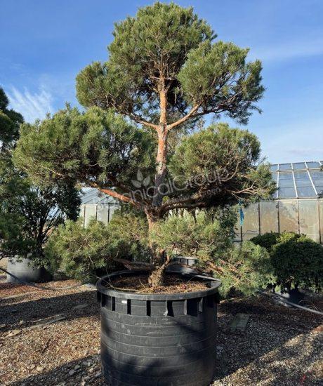 Pinus sylvestris