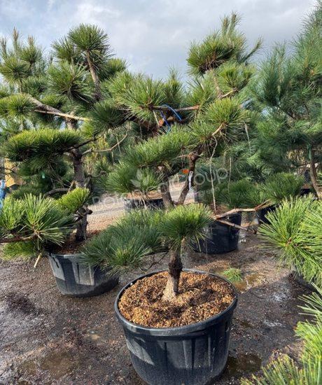Pinus thunbergii 'Thunderhead'