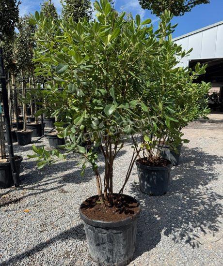 Pittosporum tobira - Chinesischer Klebsame