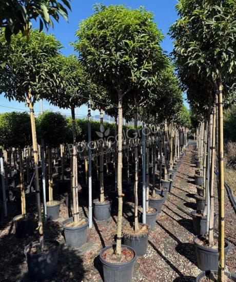 Prunus lusitanica 'Angustifolia' - Portugiesischer Kirschlorbeer