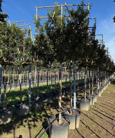 Prunus lusitanica 'Brenelia' - Portugiesischer Kirschlorbeer