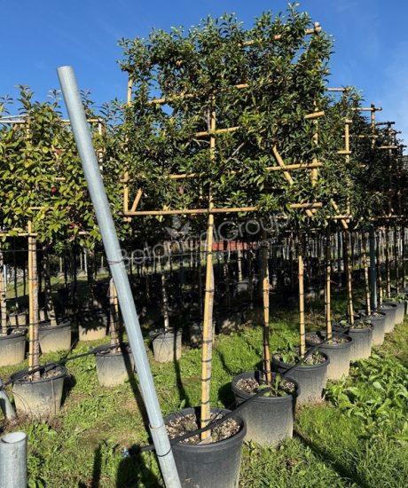 Prunus lusitanica 'Brenelia' - Portugiesischer Kirschlorbeer