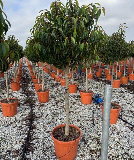 Prunus lusitanica 'Angustifolia' - Portugiesischer Kirschlorbeer