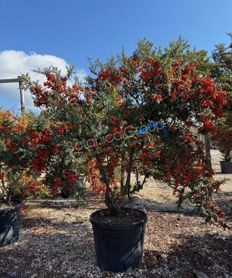 Pyracantha 'Orange Glow' - Feuerdorn