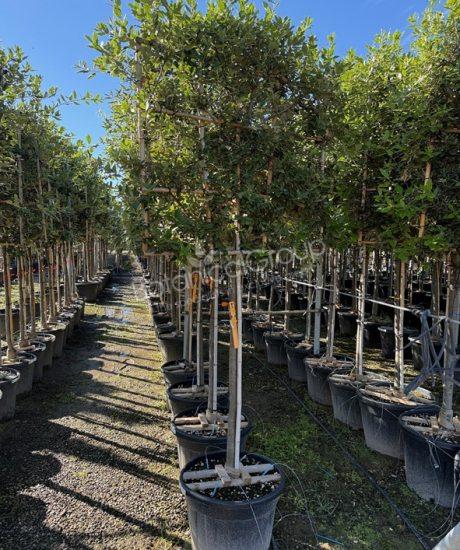 Quercus ilex - Steineiche