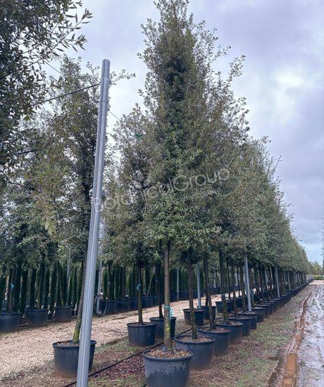 Quercus ilex - Steineiche Zylinderkrone