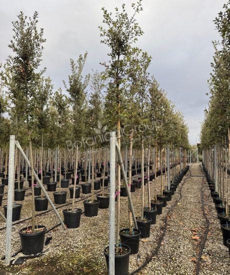 Quercus ilex - Steineiche Zylinderkrone