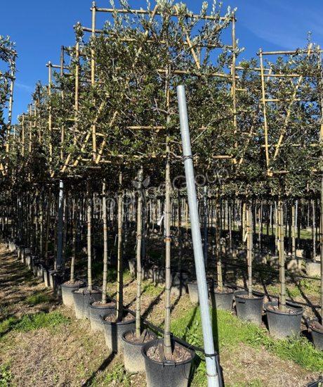 Quercus ilex - Steineiche