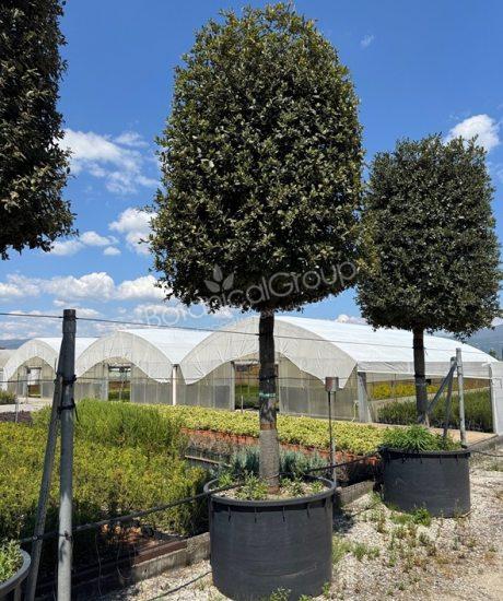 Quercus ilex - Steineiche Zylinderkrone