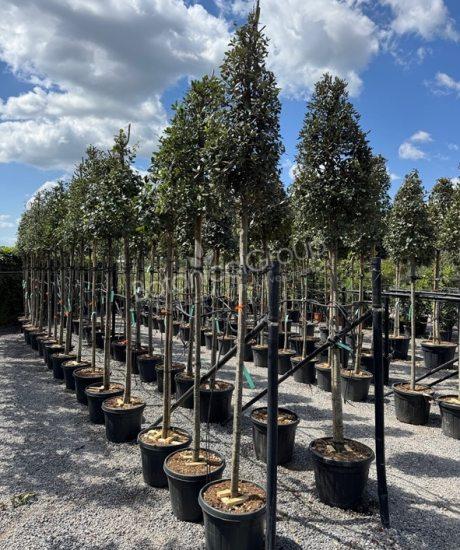 Quercus ilex - Steineiche Pyramidenförmige Krone