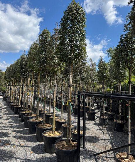 Quercus ilex - Steineiche Pyramidenförmige Krone