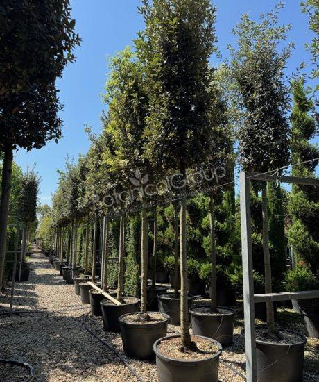 Quercus ilex - Steineiche Zylinderkrone