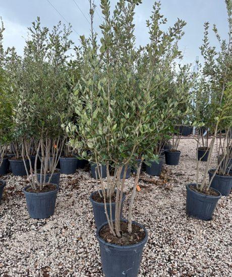 Quercus ilex - Steineiche