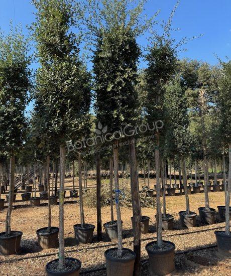 Quercus suber - Korkeiche