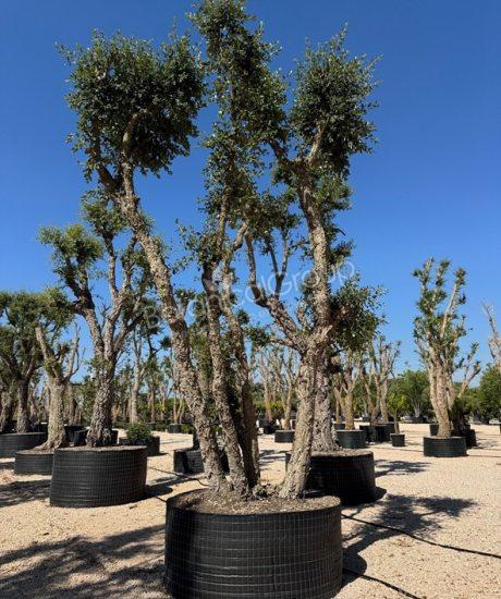 Quercus suber - Korkeiche