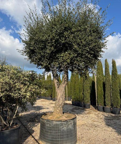 Quercus suber - Korkeiche