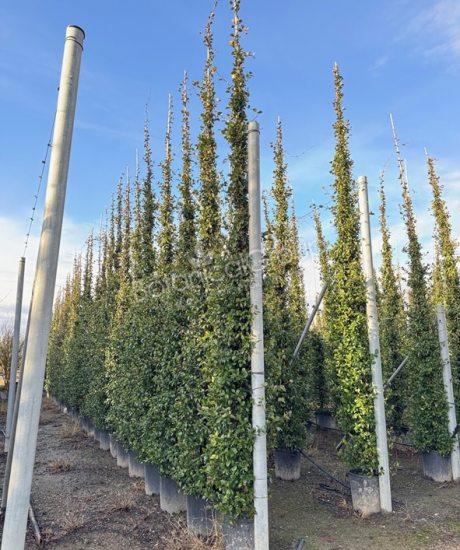 Trachelospermum jasminoides - Toskanische Jasmin