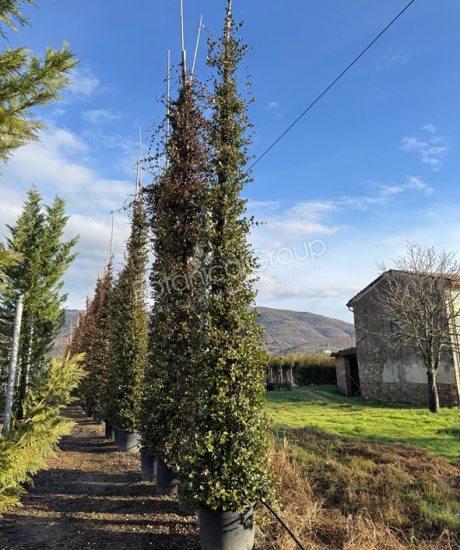 Trachelospermum jasminoides - Toskanische Jasmin
