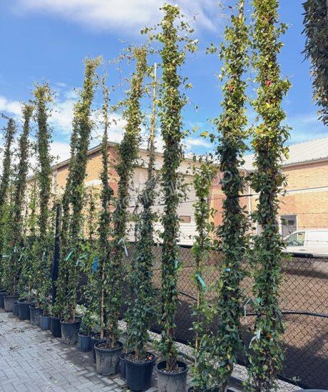 Trachelospermum jasminoides - Toskanische Jasmin