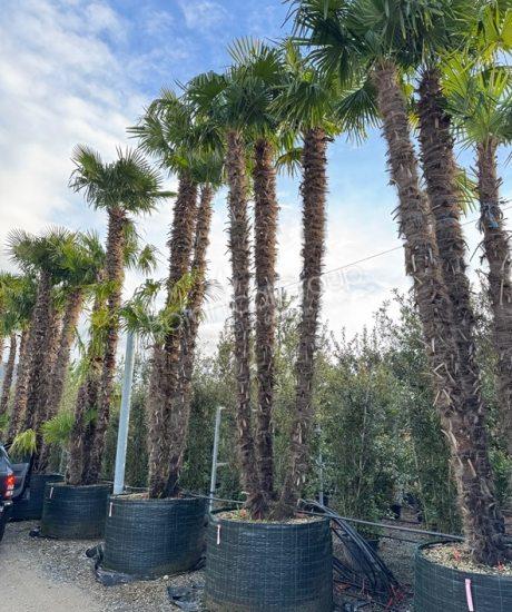 Trachycarpus fortunei - Chinesische Hanfpalme