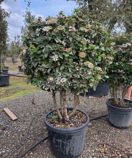 Viburnum tinus - Mittelmeer Schneeball