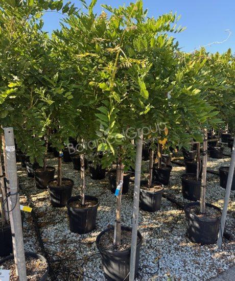 Wisteria - Blauregen