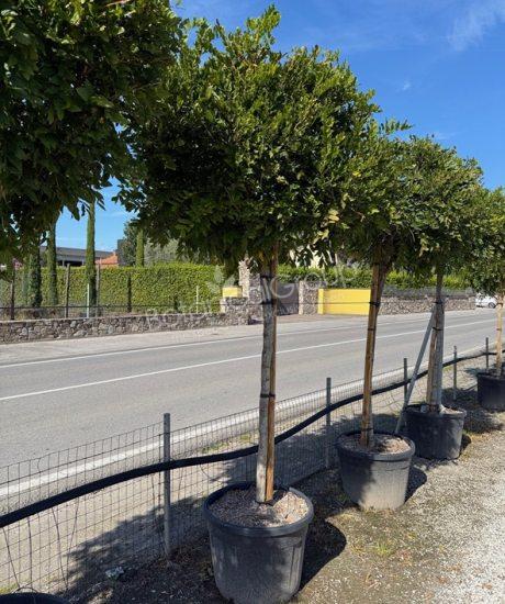 Wisteria - Blauregen