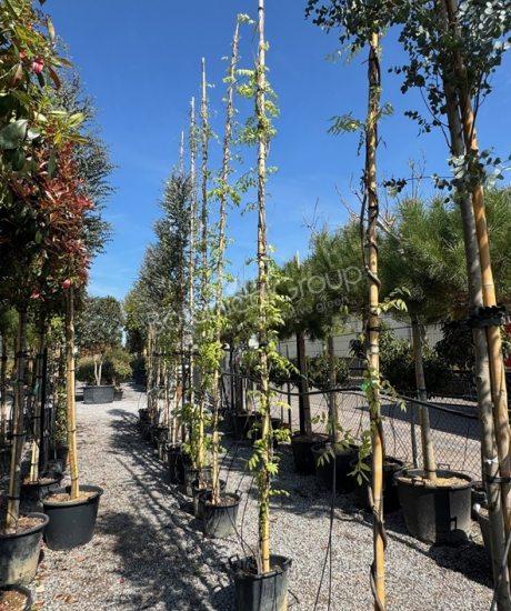 Wisteria - Blauregen