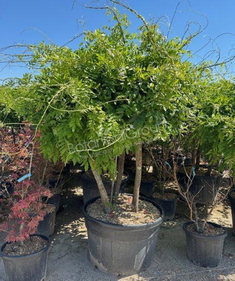 Wisteria - Blauregen