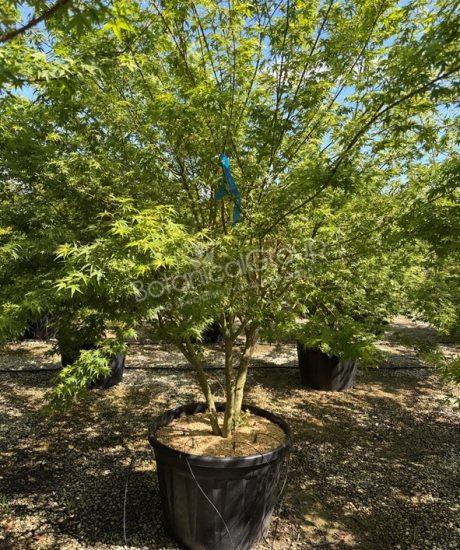 Acer palmatum 'Viride' - Japanischer Ahorn