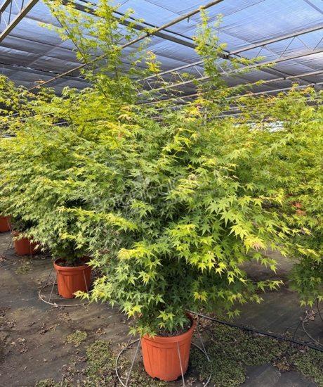 Acer palmatum 'Viride' - Japanischer Ahorn