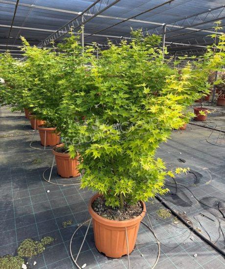 Acer palmatum 'Viride' - Japanischer Ahorn