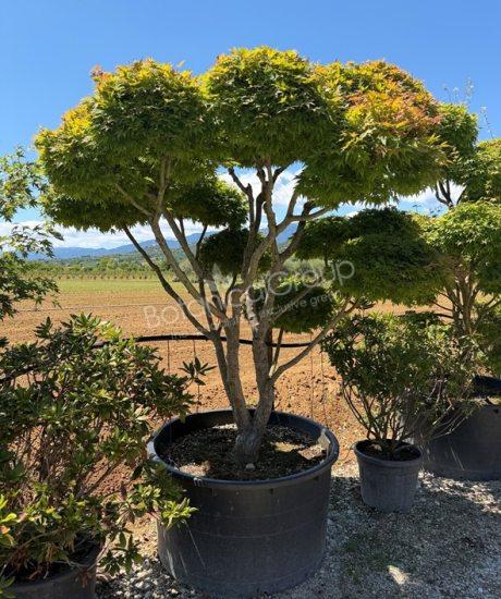 Acer palmatum - Japanischer Ahorn