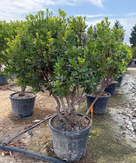 Arbutus unedo - Erdbeerbaum