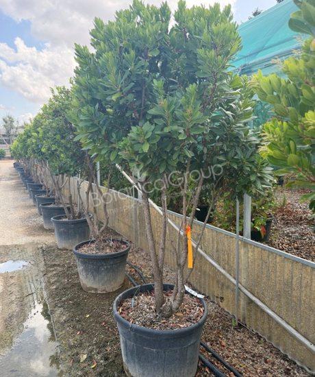 Arbutus unedo - Erdbeerbaum