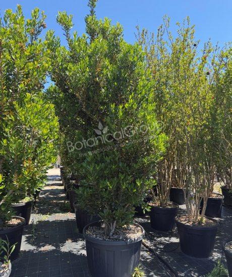 Arbutus unedo - Erdbeerbaum