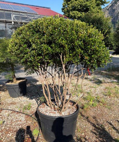 Azalea japonica - Japanische Azalee