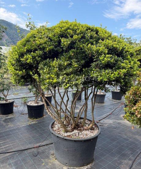 Azalea japonica - Japanische Azalee