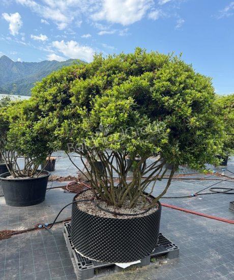 Azalea japonica - Japanische Azalee