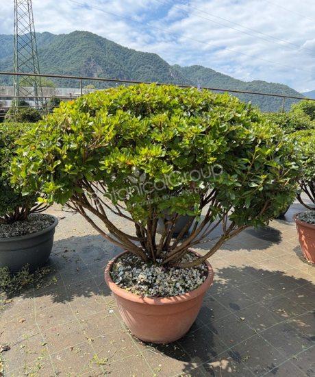 Azalea japonica - Japanische Azalee