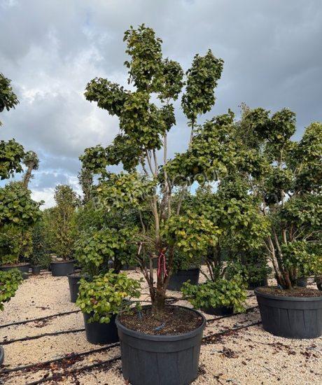 Camelia japonica - Kamelie