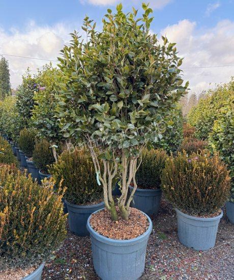 Camelia japonica - Kamelie