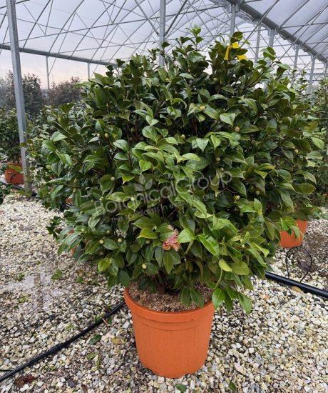 Camelia japonica - Kamelie