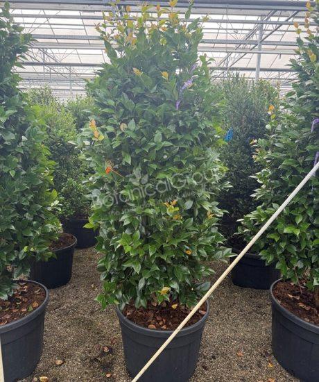 Camelia japonica - Kamelie