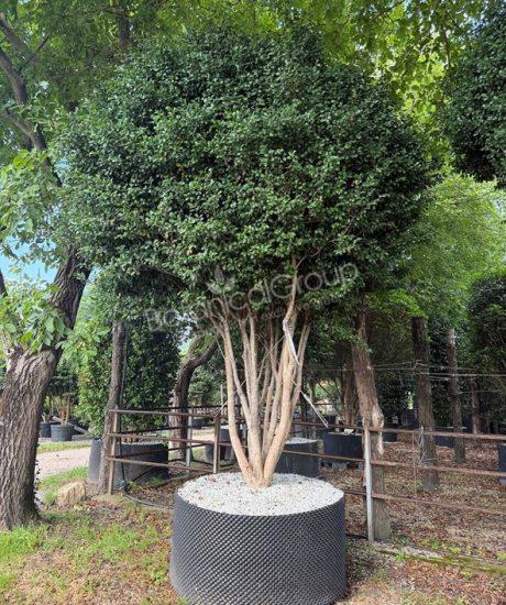 Camelia sasanqua - Kamelie 