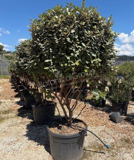 Elaeagnus ebbingei - Ölweide