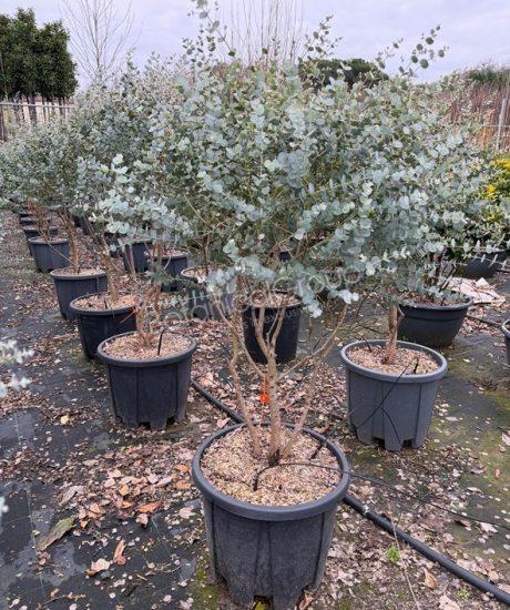 Eucalyptus gunnii 'Azura' - Eukalyptus