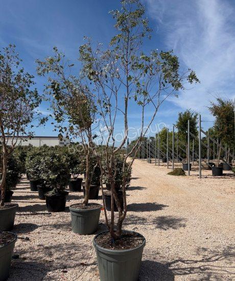 Eucalyptus gunnii 'Azura' - Eukalyptus